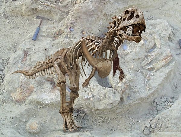 Majungasaurus crenatissimus (здесь и ниже изображения авторов работы).