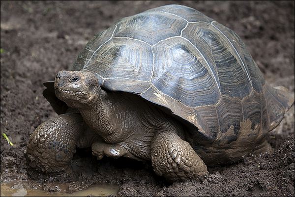 Галапагосская черепаха с обычным, куполообразным панцирем 