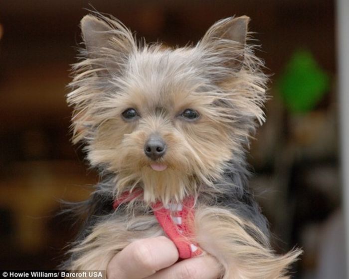 Йоркширский терьер - самая маленькая служебная собака в мире