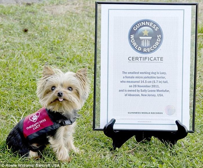 Йоркширский терьер - самая маленькая служебная собака в мире