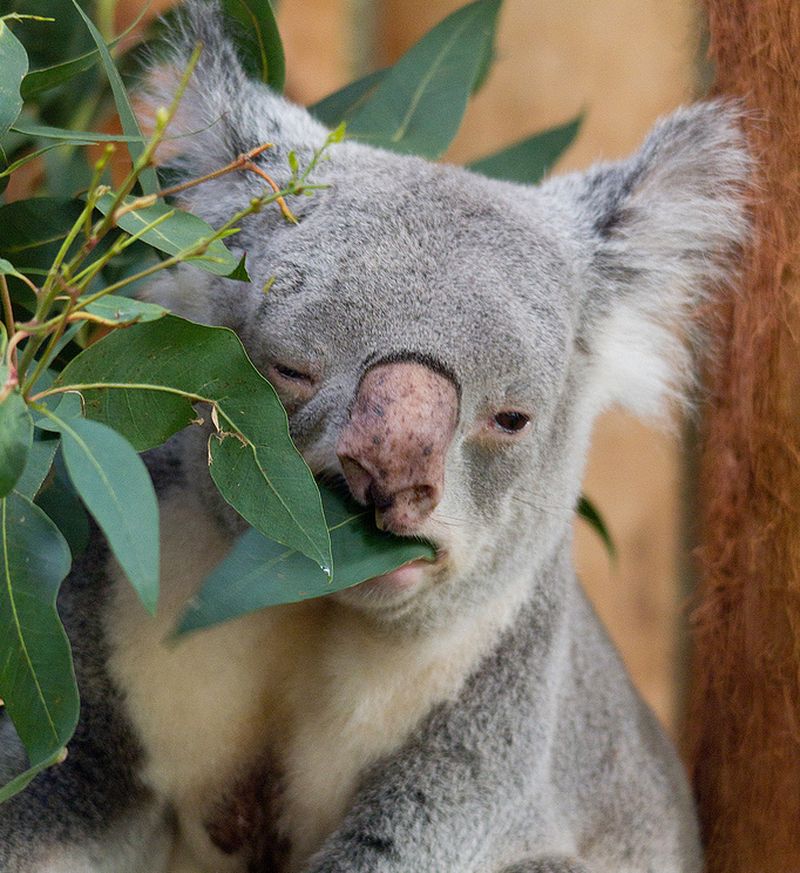 Пьет ли коала воду?