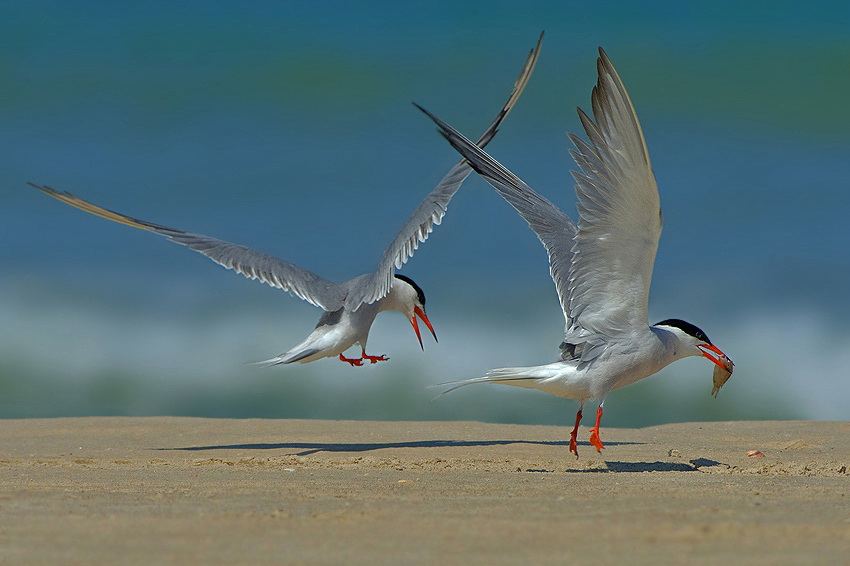 Увлекательные фото птиц от фотографа Яки Зандер