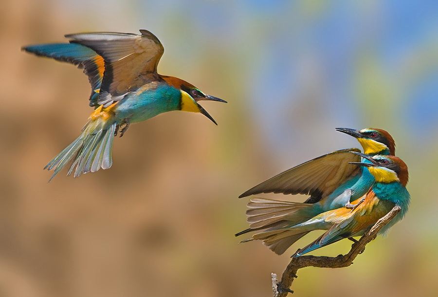 Увлекательные фото птиц от фотографа Яки Зандер