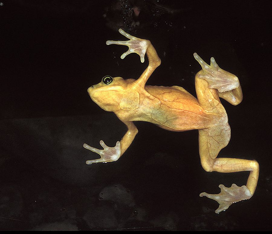 Панамская золотая лягушка (Panamanian Golden Frog)