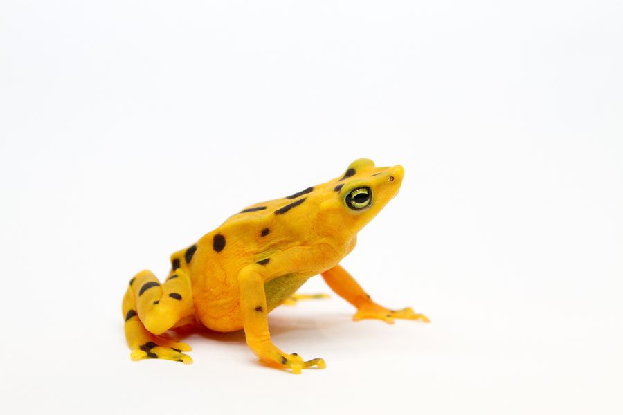 Панамская золотая лягушка (Panamanian Golden Frog)