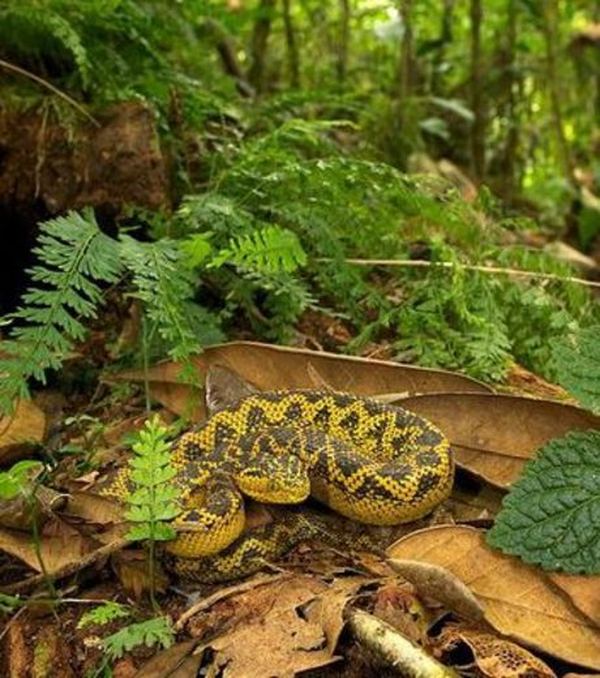 Неизвестная ранее цветная рогатая змея найдена в Танзании