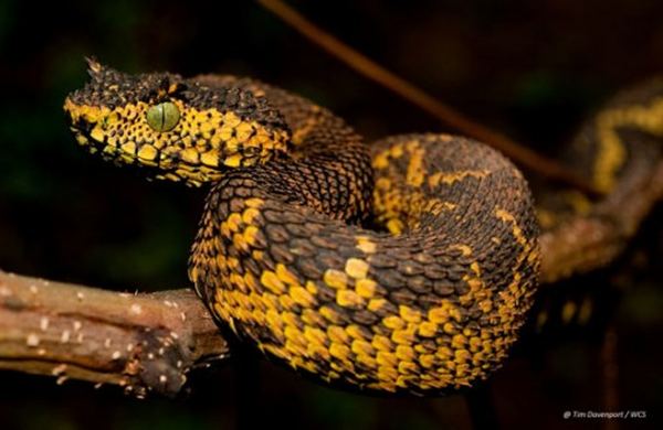 Неизвестная ранее цветная рогатая змея найдена в Танзании