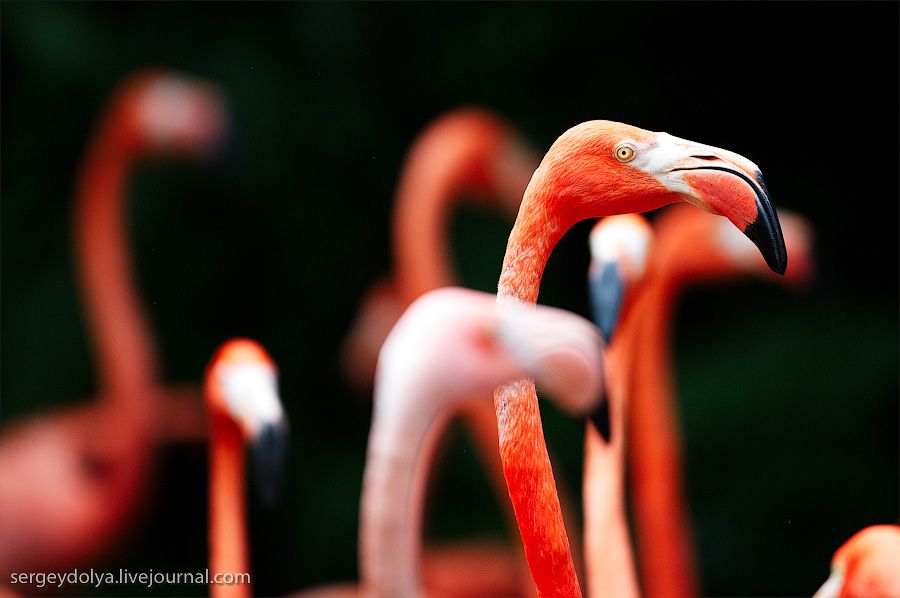 Уникальный Птичий зоопарк в Сингапуре