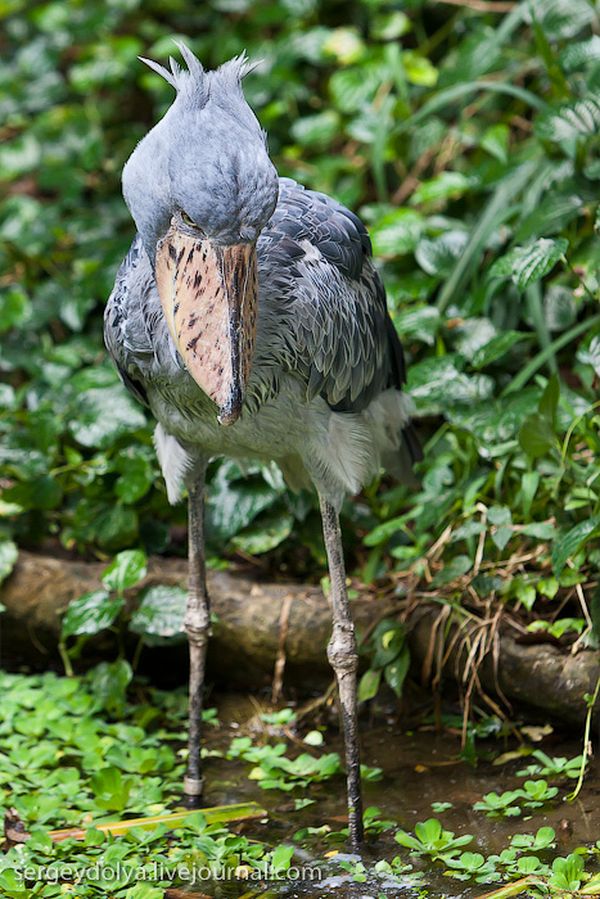 Уникальный Птичий зоопарк в Сингапуре