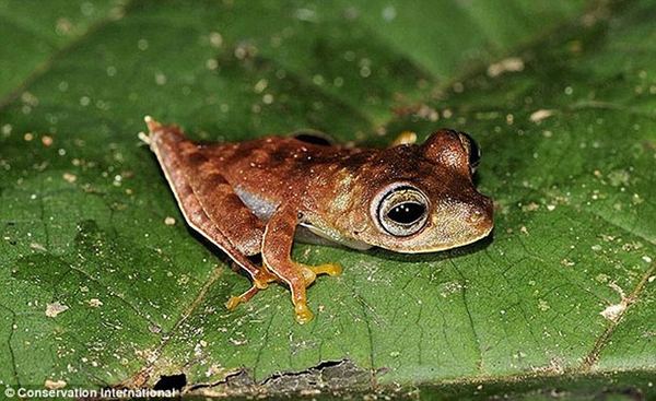 В джунглях Суринама нашли 46 новых видов животных