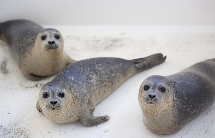 Детский сад для осиротевших тюленей