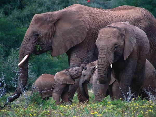 Современных слонов от мышей отделяет дистанция в 24 миллиона поколений.