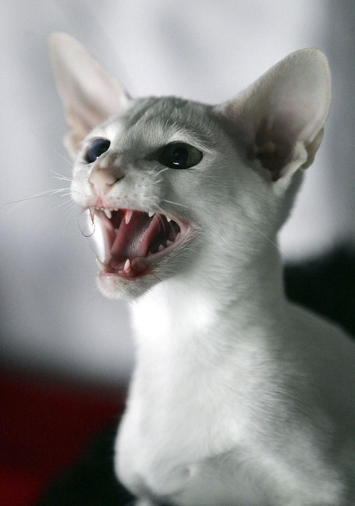 http://animalworld.com.ua/images/2012/January/Foto/Cat/Oriental-shorthair-cat.jpg
