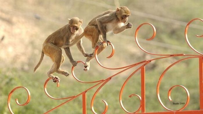 Такие забавные обезьяны