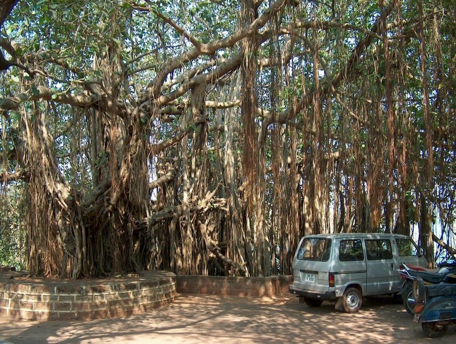 Великий баньян — дерево с самой большой в мире площадью кроны