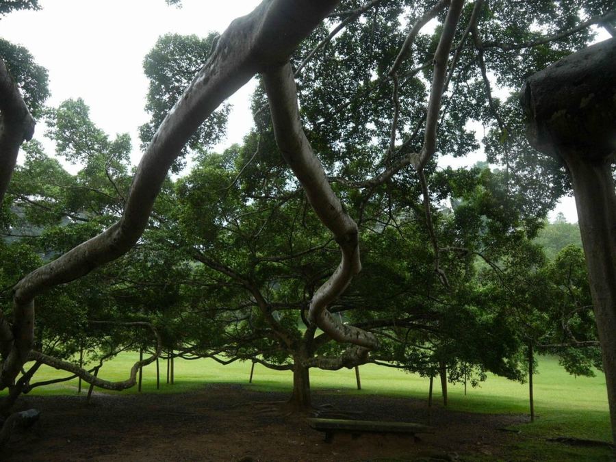 Великий баньян — дерево с самой большой в мире площадью кроны