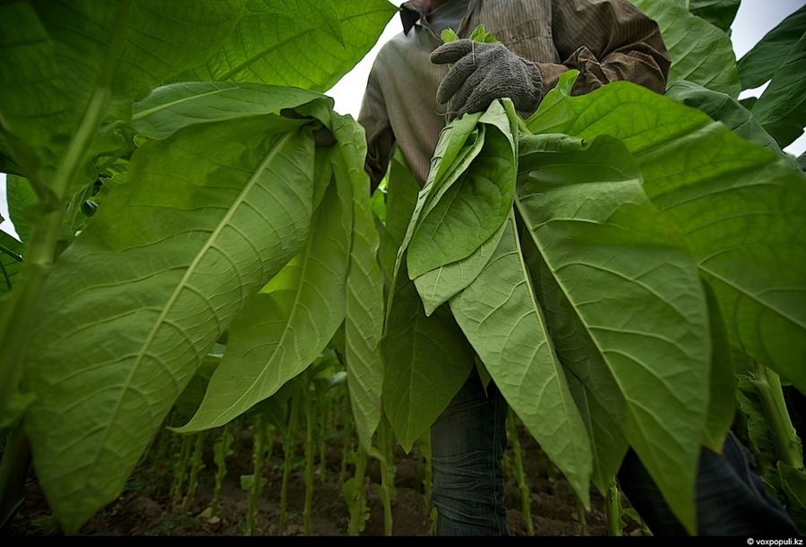 Как выращивают табак
