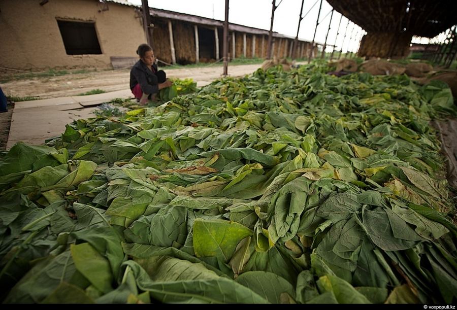 Как выращивают табак