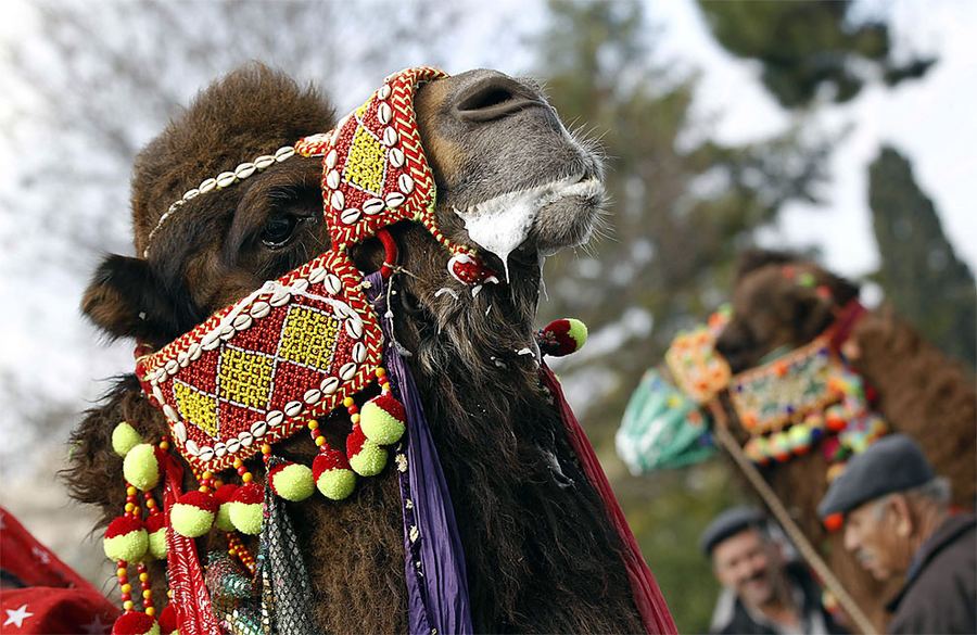Фестиваль верблюжьих боев в Турции