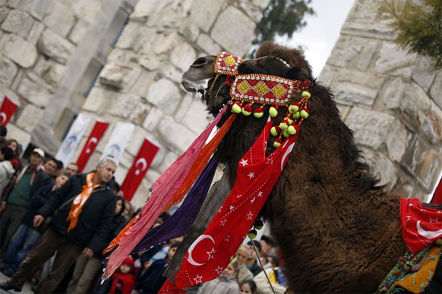 Фестиваль верблюжьих боев в Турции
