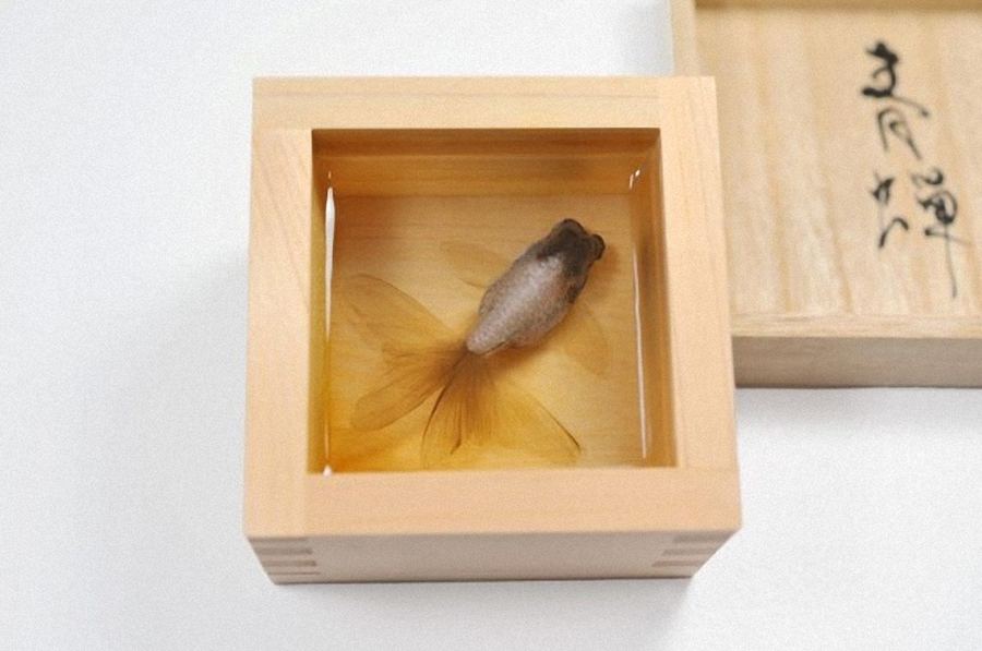 Выставка ''Спасение золотой рыбки'' (Goldfish Salvation)