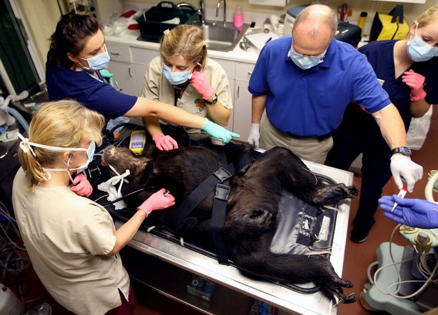 Как ветеринары спасали 73-летнюю шимпанзе