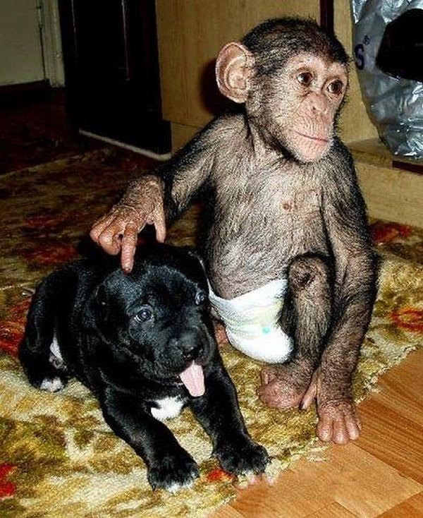 Для маленького шимпанзе мамой стала собака