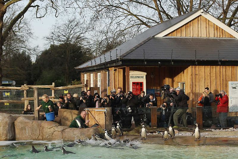 Очередная перепись животных в Лондонском зоопарке