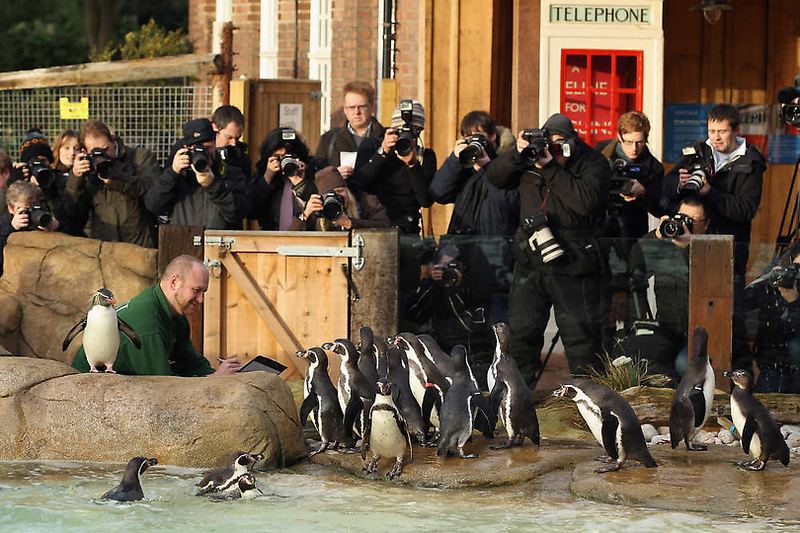 Очередная перепись животных в Лондонском зоопарке