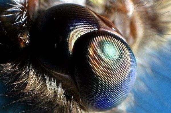 Ночное зрение у моли лучше, чем у любого другого насекомого, именно за счёт способности улавливать более 99% света, отражая наружными бугорками «убегающие» фотоны обратно к фасеткам. (Фото Rick Cowen.)
