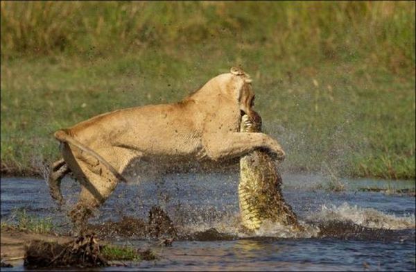 Схватка львицы с крокодилом