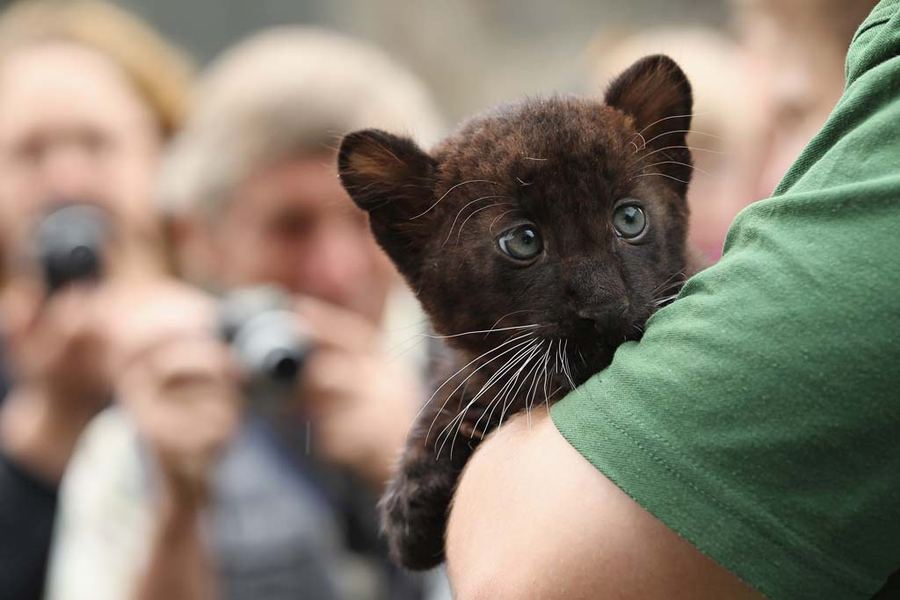 Недавно родившихся котят пантеры показали публике