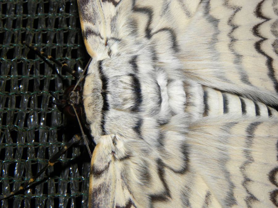 Тизания агриппина (Thysania agrippina) – крупнейшая бабочка в мире