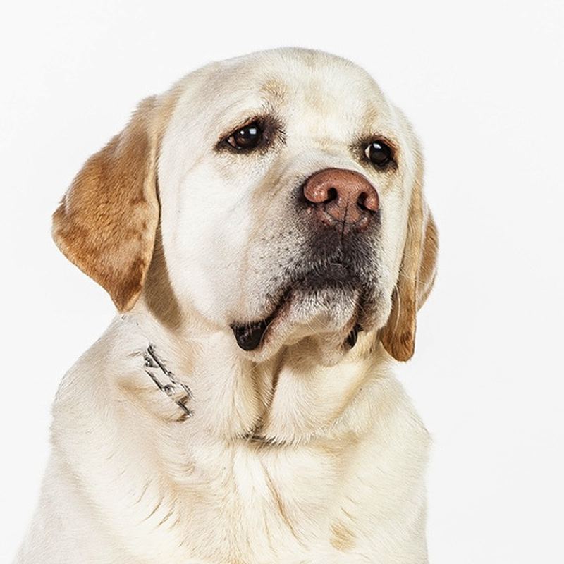 Портреты собак в фотографиях Барбары О’Брайен 