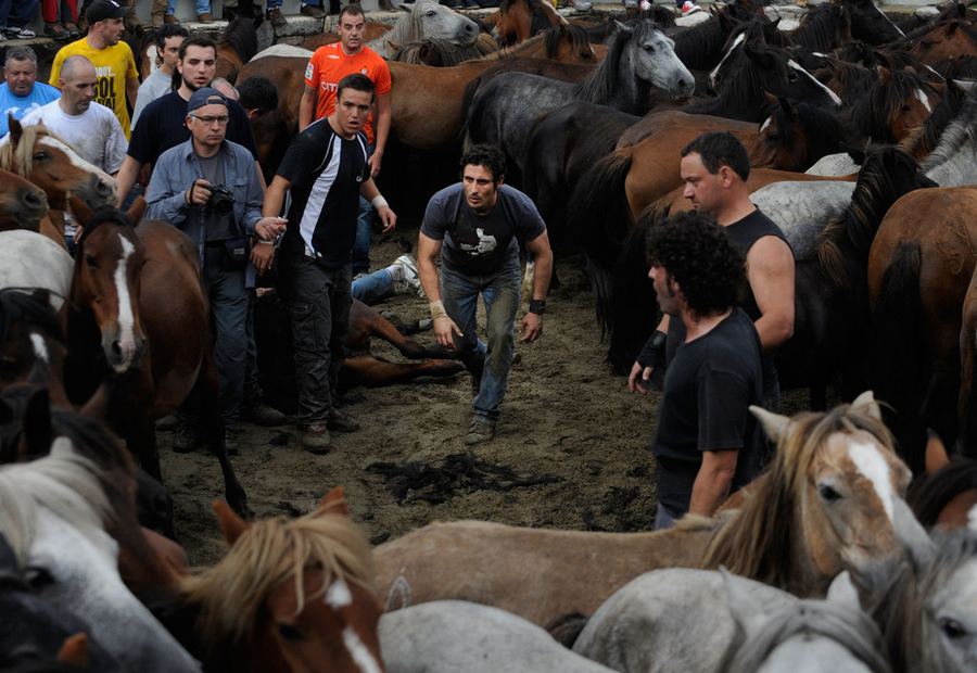 Фестиваль стрижки диких лошадей в Испании