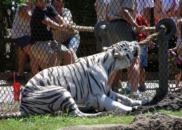 Аттракцион перетяни бенгальского тигра - 'Tiger Tug'
