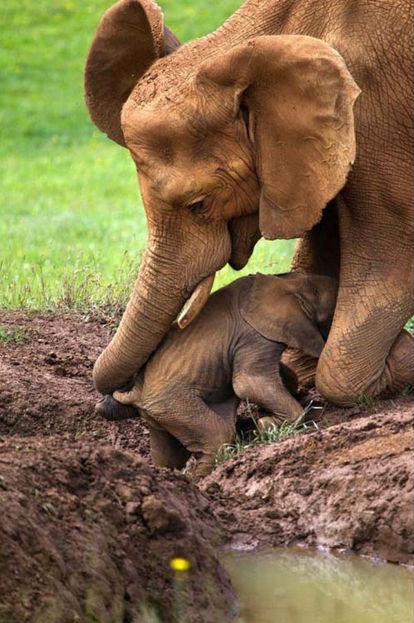 Заботливая слониха