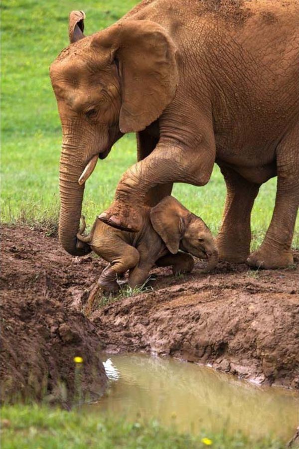 Заботливая слониха
