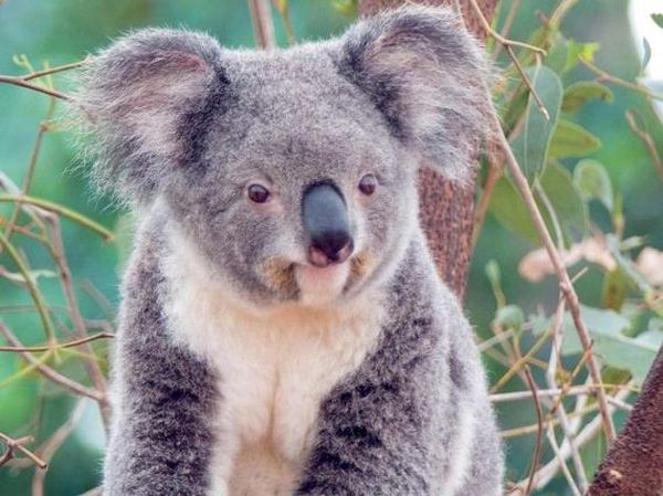 На кого похож моркый коала?