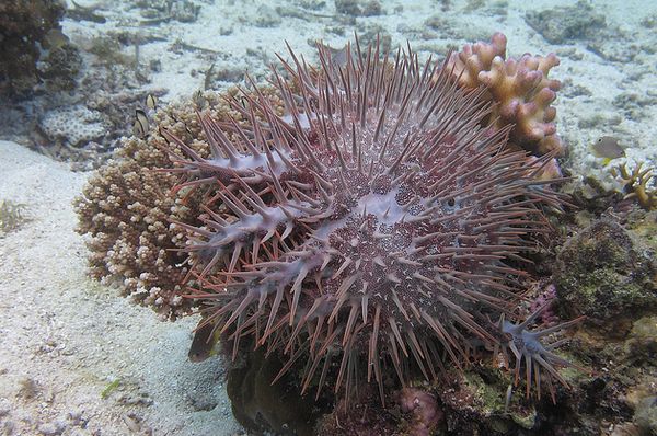 Терновый венец, поедающий коралл