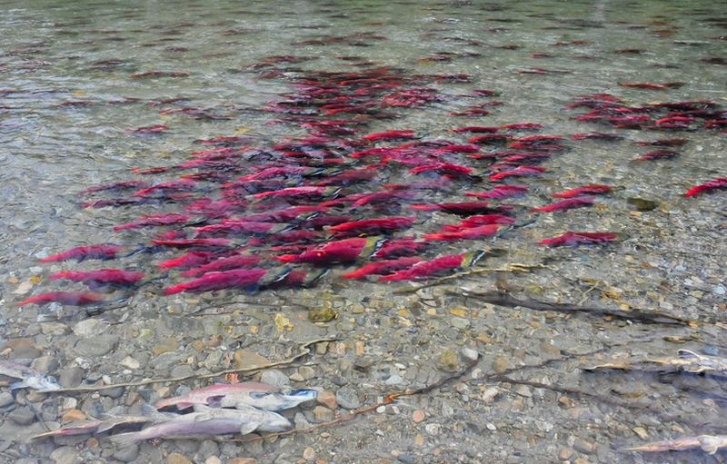 Нерест лососей на реке Адамс