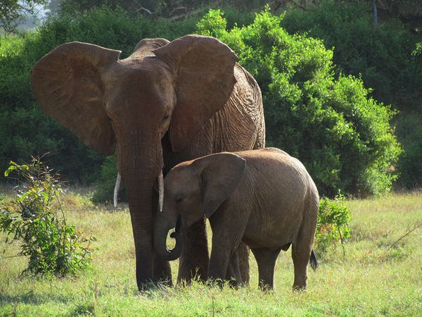 Чтобы поддерживать необходимый гормональный фон во время беременности, слонихи загодя запасаются соответствующими железами