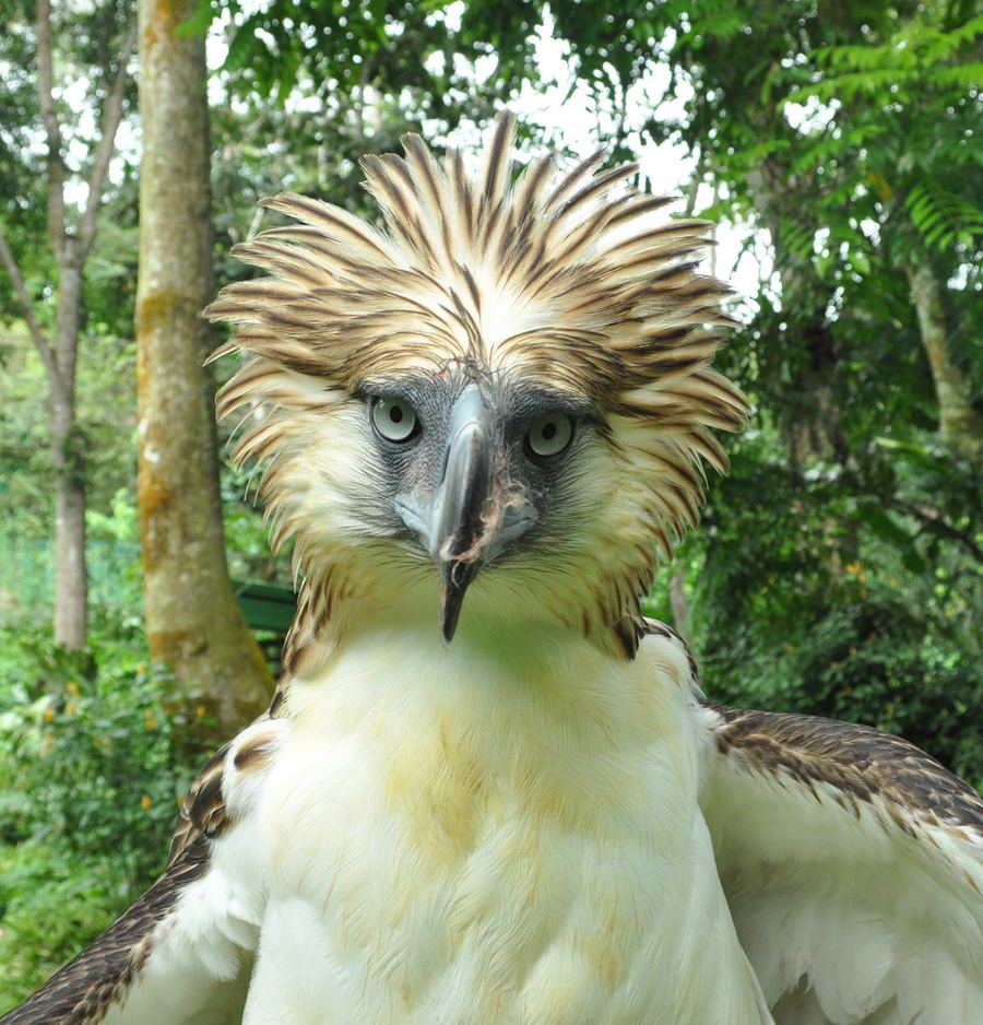 Филиппинский орел (Pithecophaga jefferyi)