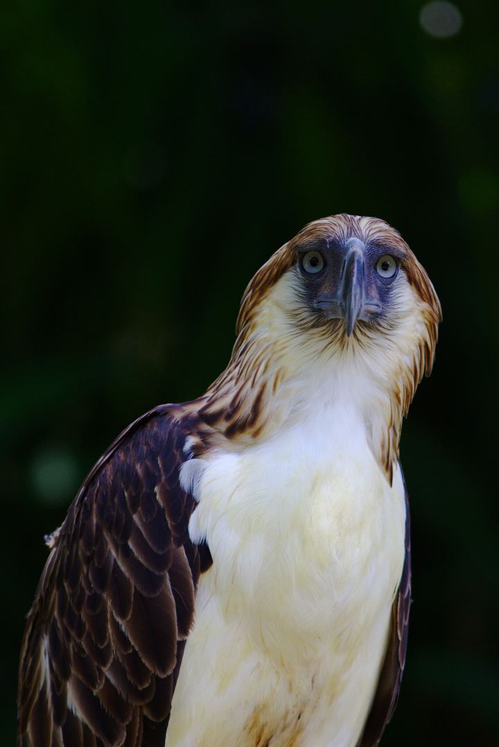 Филиппинский орел (Pithecophaga jefferyi)