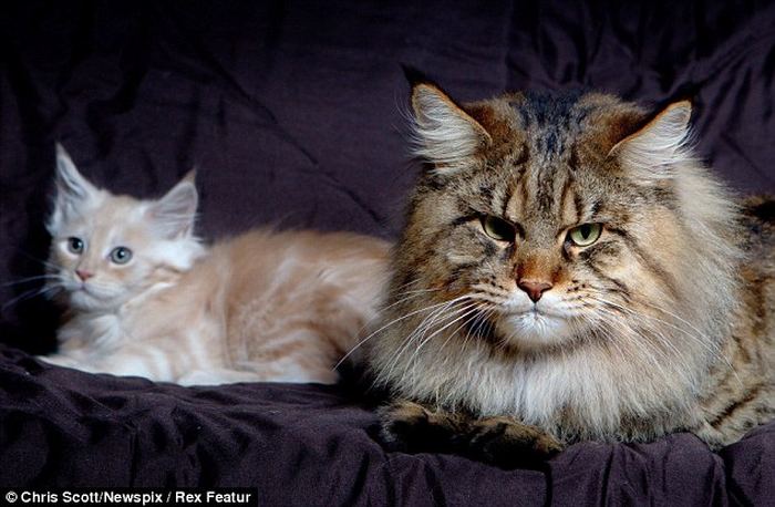 Самым крупным котом в мире стал мейн-кун по кличке Руперт