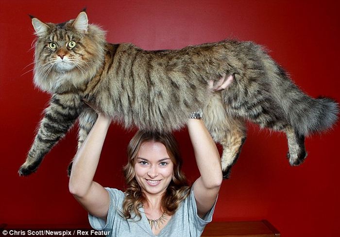 Самым крупным котом в мире стал мейн-кун по кличке Руперт