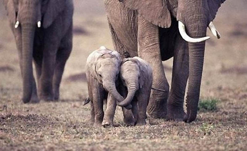 Эти славные слонята