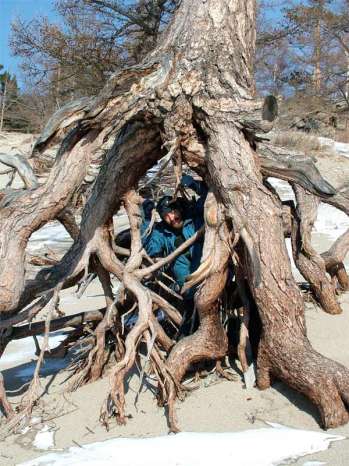'Шагающие' деревья в бухте Песчаная, Байкал