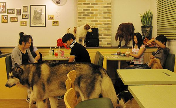 Собачье кафе (Dog Café) в Сеуле