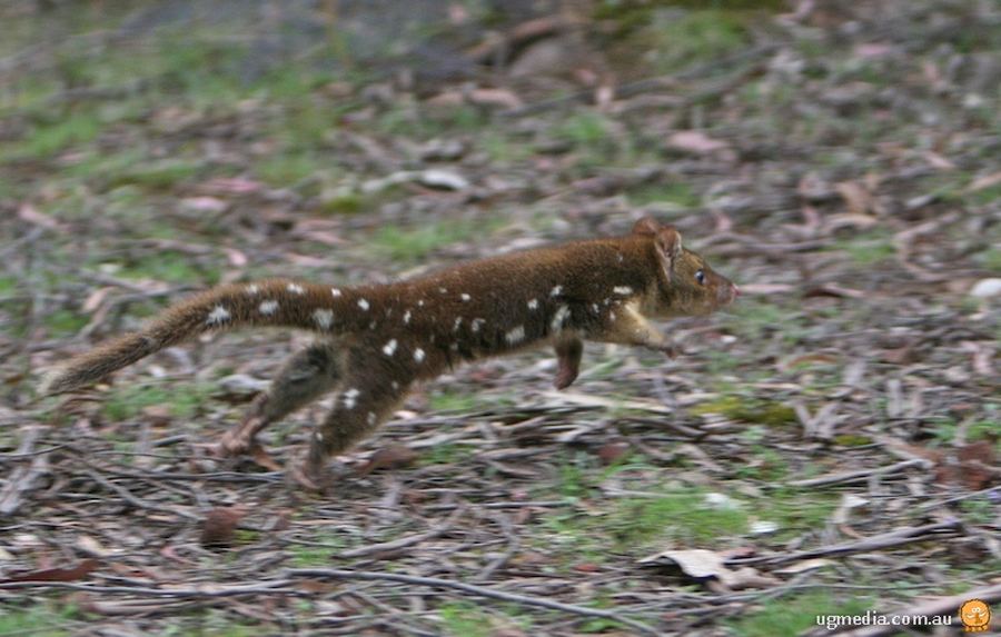 Тигровая кошка (лат. Dasyurus maculatus), или пятнистохвостая сумчатая куница, или исполинская сумчатая куница